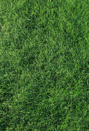 Green grass nature background textureの写真素材