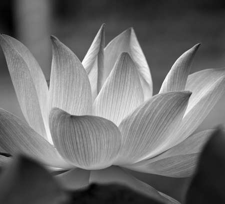 Closeup of lotus flower blossomの写真素材