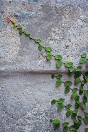 Green creeper plant on wallの写真素材