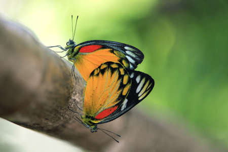 Butterfly couple mating on a treeの写真素材