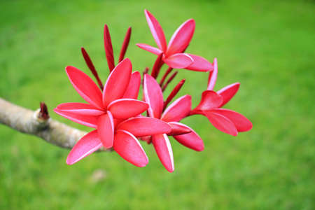 Pink frangipani flowerの写真素材