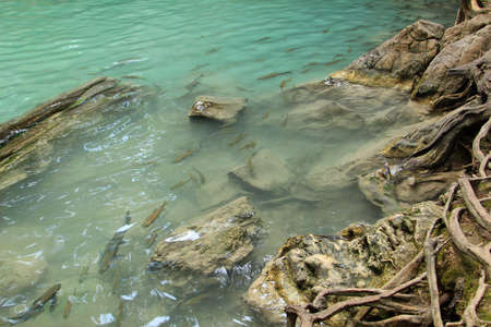 Fishes swimming in a pond, Erawan waterfall, Thailand