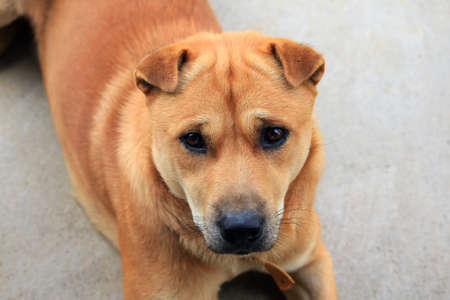 Thai dog is resting on concrete floorの写真素材