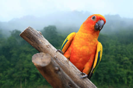 Macaw Parrot on forest backgroundの写真素材