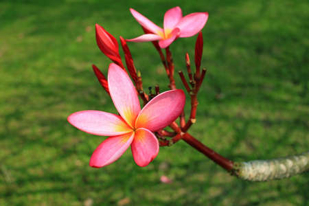 Plumeria flower in garden closeupの写真素材