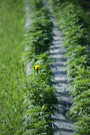 Marigolds in the garden with sunlightの写真素材