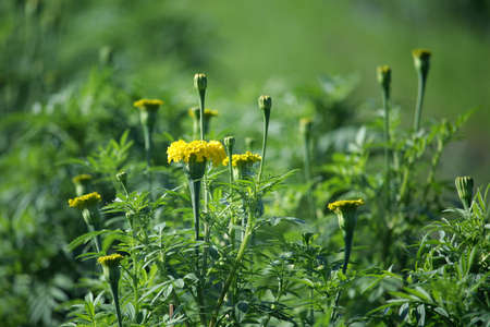 Marigolds in the garden with sunlightの写真素材