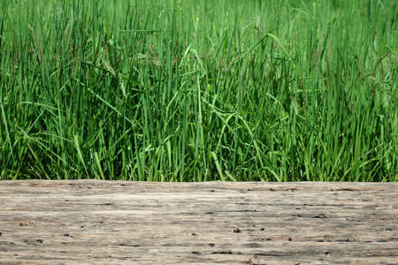 Wooden platform with rise field plantation in Thailandの写真素材