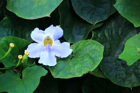 Blue Trumpet Vine flower, Laurel clock vineの写真素材