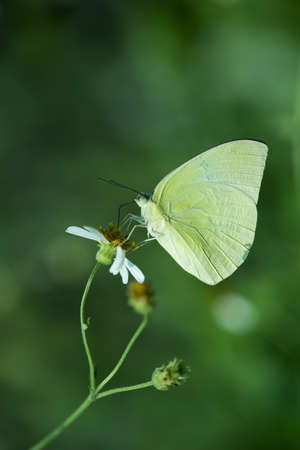 Close up of butterfly in the natureの写真素材