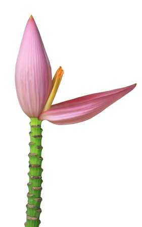 Pink banana flower isolated on whiteの写真素材