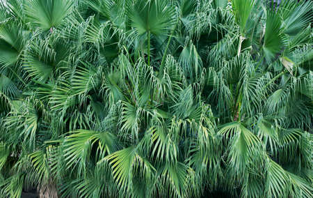 Background from green leaves of palm tree