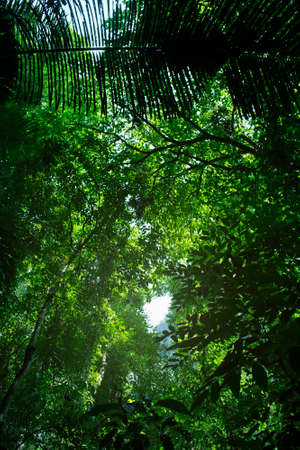 Rain forest at Krabi in Thailand