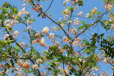 Cassia javanica flower on tree, Thailand