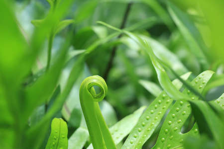 Closeup of Unfurling Fern Tipの写真素材