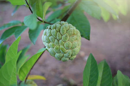 Custard apple growing on tree in nature