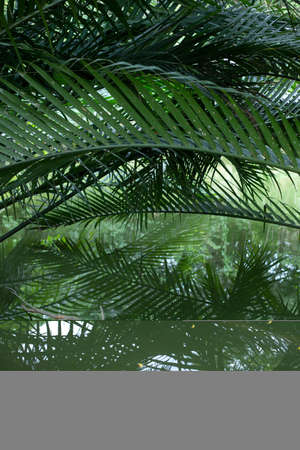 Mangrove or Nypa palm tree in Thailandの写真素材