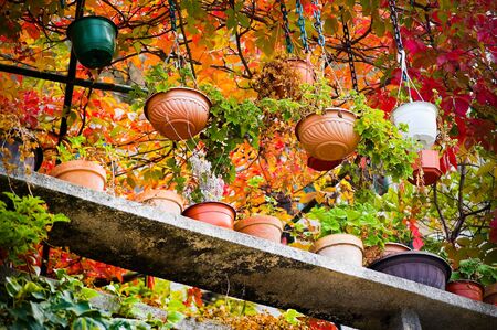 Flowerpots of differen colours, with different plants, fresh autumn coloursの写真素材