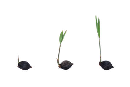 Foxtail Palmの写真素材