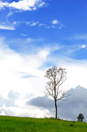lonely treeの写真素材