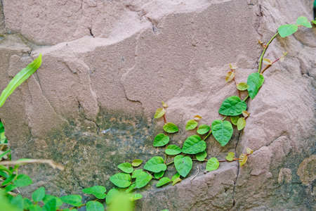 Coatbuttons on stoneの写真素材