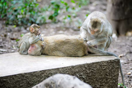 family of monkey