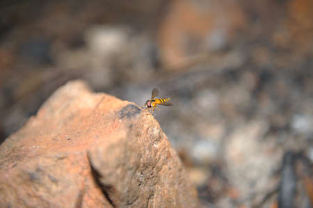 hover flyの写真素材