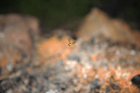 hover flyの写真素材