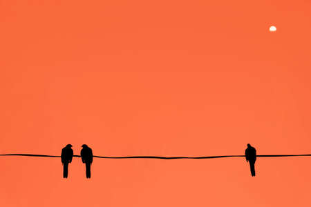 Silhouette of birds at sunset time.の写真素材