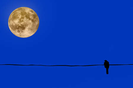 Silhouette of birds with super moon backgroundの写真素材