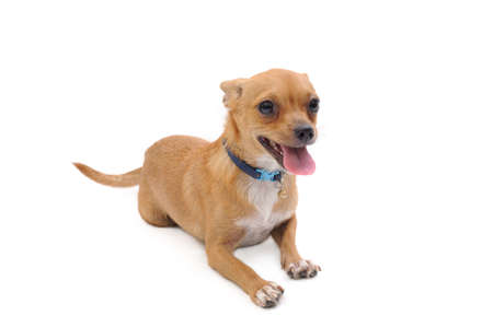 A little puppy posing on a white backgroundの写真素材