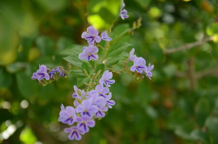 Purple Flowersの写真素材