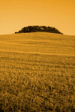 vineyard behind field