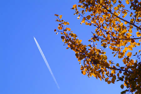 a tree with an airplane on skyの写真素材