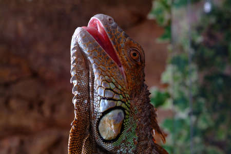 feeding an iguana  with head  look upsaid