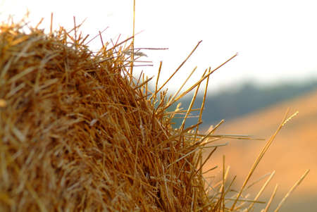 one straw bale inside of a  big wheatの写真素材