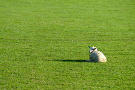 a sheep on a green field or meadowの写真素材