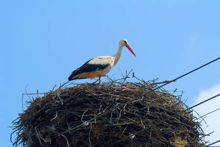 one stork bird on a nest and blue skyの写真素材