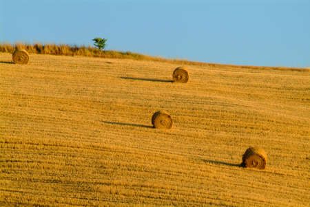 four straw bales one tree in flied of wheat