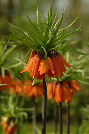 bellflower with flowered in orange and green bladesの写真素材