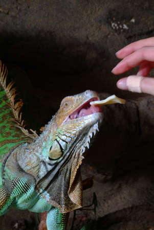 hand with pavement to feed a iguana on black backroundの写真素材