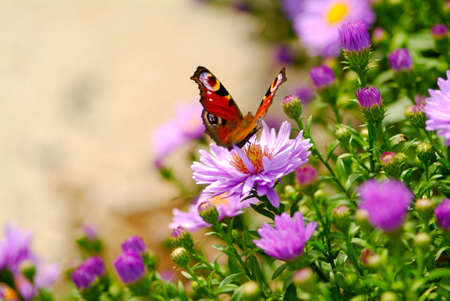 butterfly on yellow flowerの写真素材