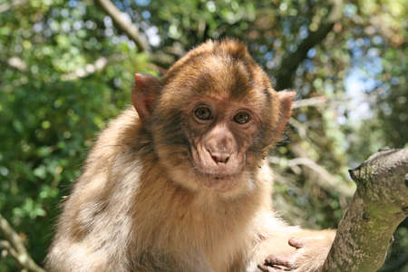 the monkeyの写真素材