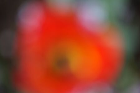 Colorful flowers, with an unusual beauty of flowering in the first months of spring.の写真素材