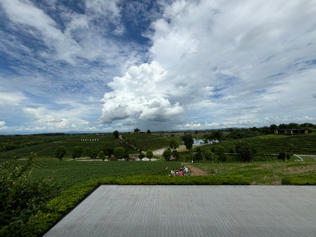 Landscape of tea plantation in Chiang Rai, Thailandの写真素材