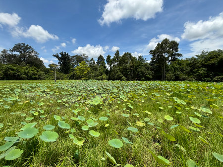 Lotus field with blue sky and white cloud in Phuket, Thailandの写真素材
