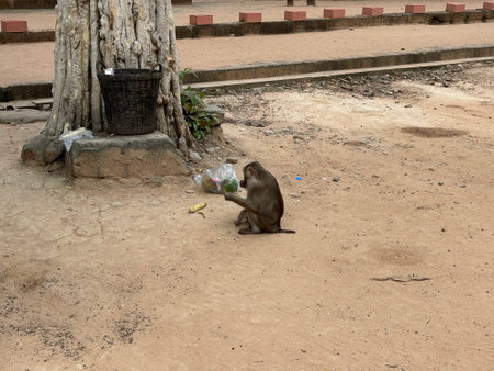 Monkey sitting on the ground in the shade of a tree.