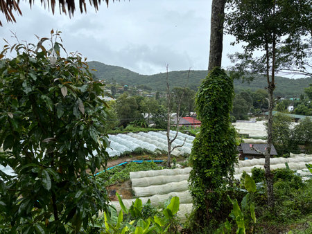 vegetable garden in the morning at Doi Mae Salong, Chiang Rai, Thailandの写真素材