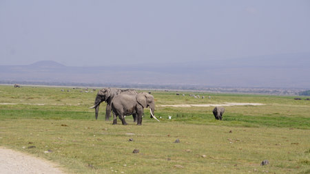 Elephants in Amboseli National Park in Kenya, Africa