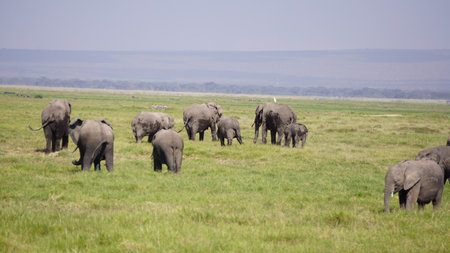 Elephants in Amboseli National Park in Kenya, Africaの写真素材